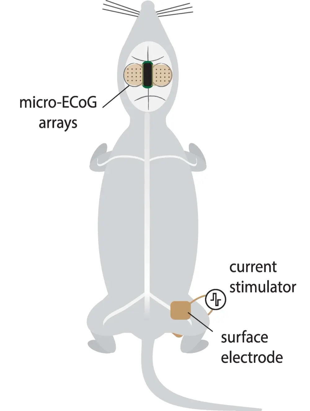 NITRO lab micro-ECoG setup