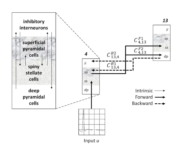Canonical microcircuit network model