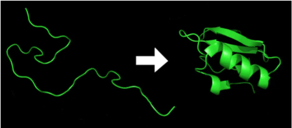 Picture of protein folding 