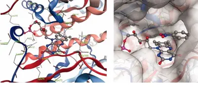 Example of a protein model that Isayev and his group study. Courtesy image.